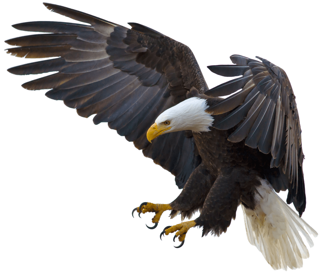 eagle-png-image-2